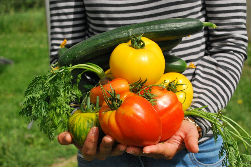 Cultiver ses légumes dans son jardin 